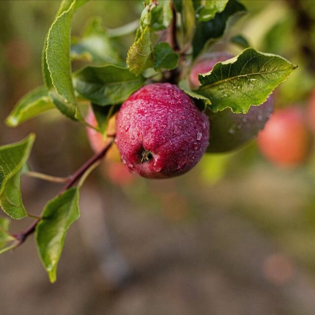 The apples that we produce in Upstate NY for our ciders are a direct reflection of our love of the craft. .
.
.
.
.
.
.
.
.
.
.
.
.
.
#cider #apple #ithaca #fingerlakes #flx #flxcider #cideriscider #nycider #rethinkcider #thinknydrinkny #finecider