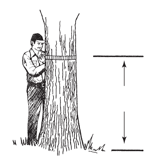 fo-BigTreeCricum.gif