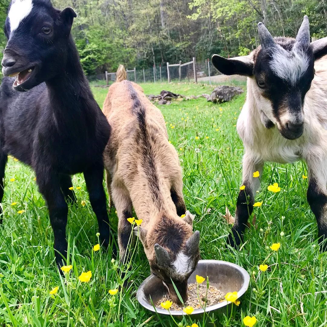 goats.jpg