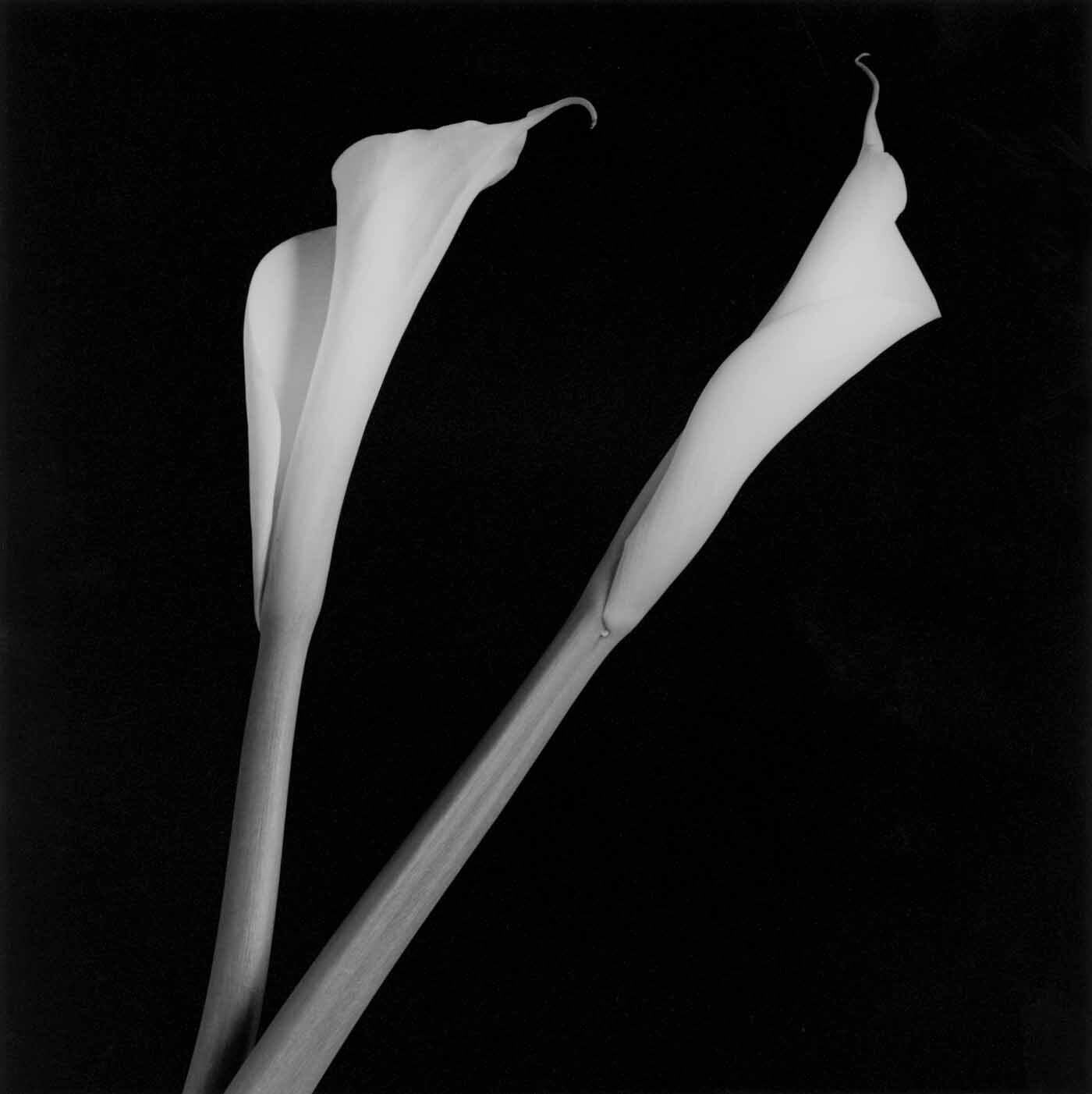 7_Robert Mapplethorpe_Calla Lilies_1985_Courtesy of Galerie Thomas Schulte_copyright Robert Mapplethorpe Foundation. Used by permission.jpg