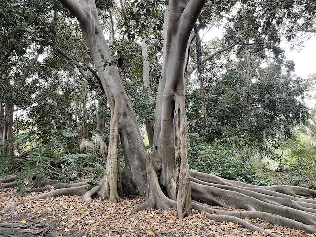 Suj’s Savvy South Bay Saturday