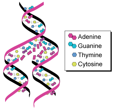 dna.gif