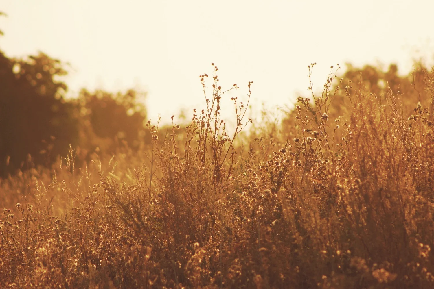 The Weeds vs. The Way Forward