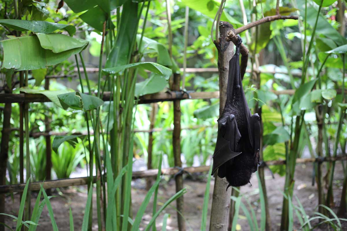 This bat was HUGE. Shout out to bat child.