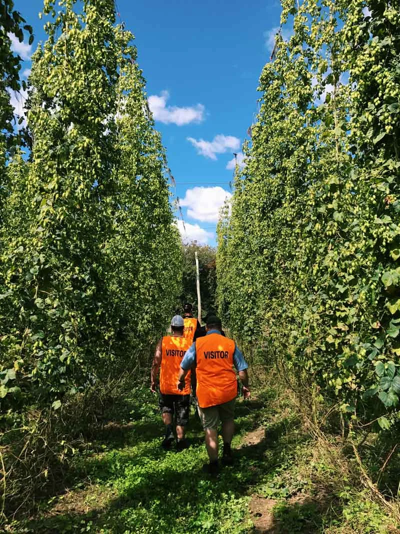 Walking through rows of Galaxy at Hop Products Australia.