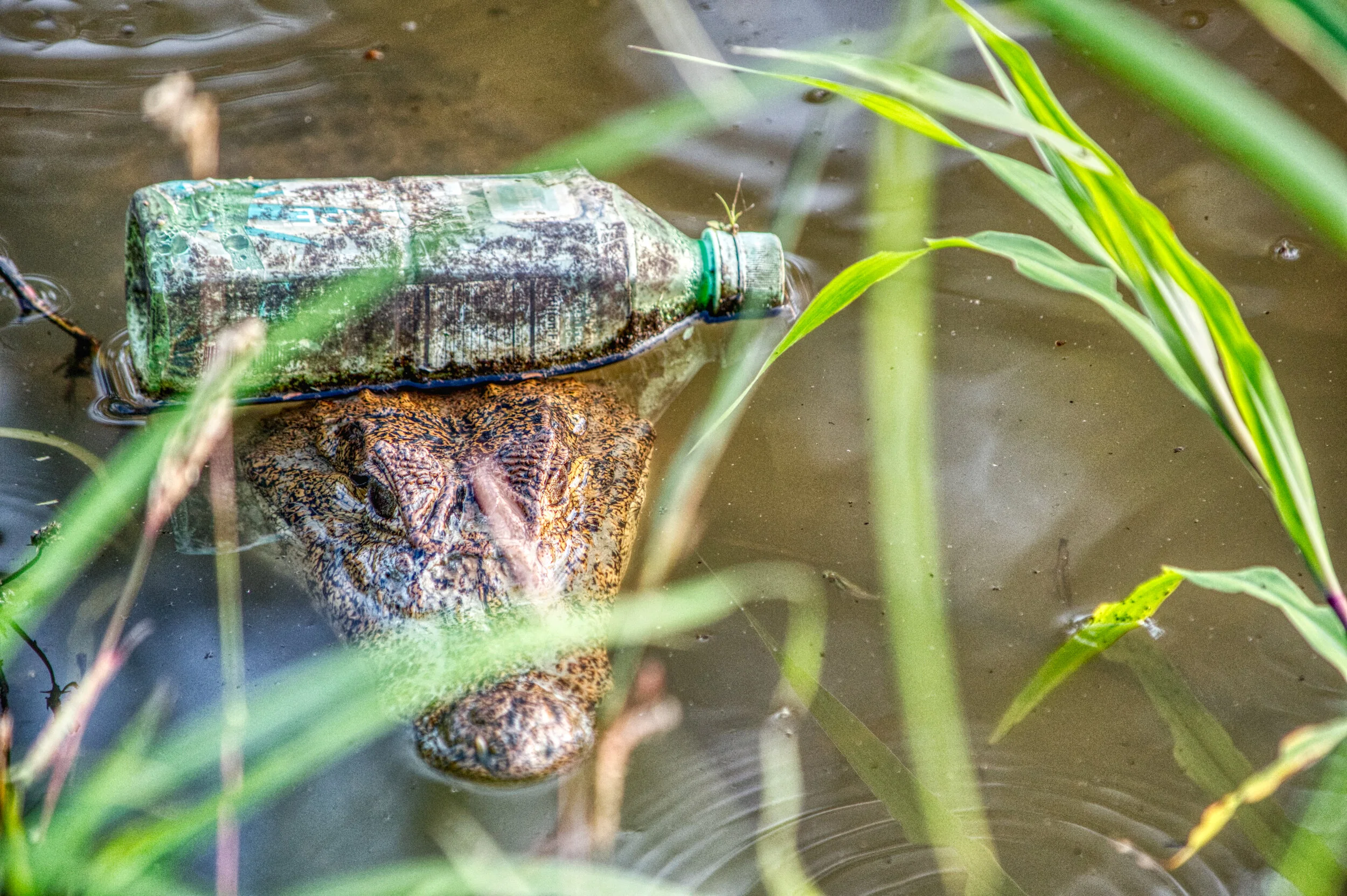 and to our nature in the past 40 years!