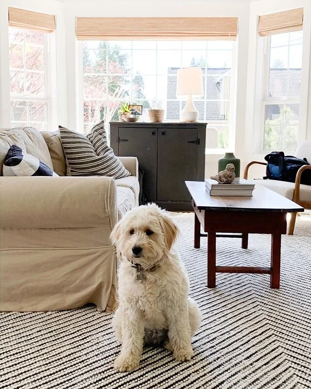 I think Lucy is ready for alone time in the house! Poor dog hasn&rsquo;t had a moment of peace in over a month. (Maybe I&rsquo;m really talking about myself, not the dog!)