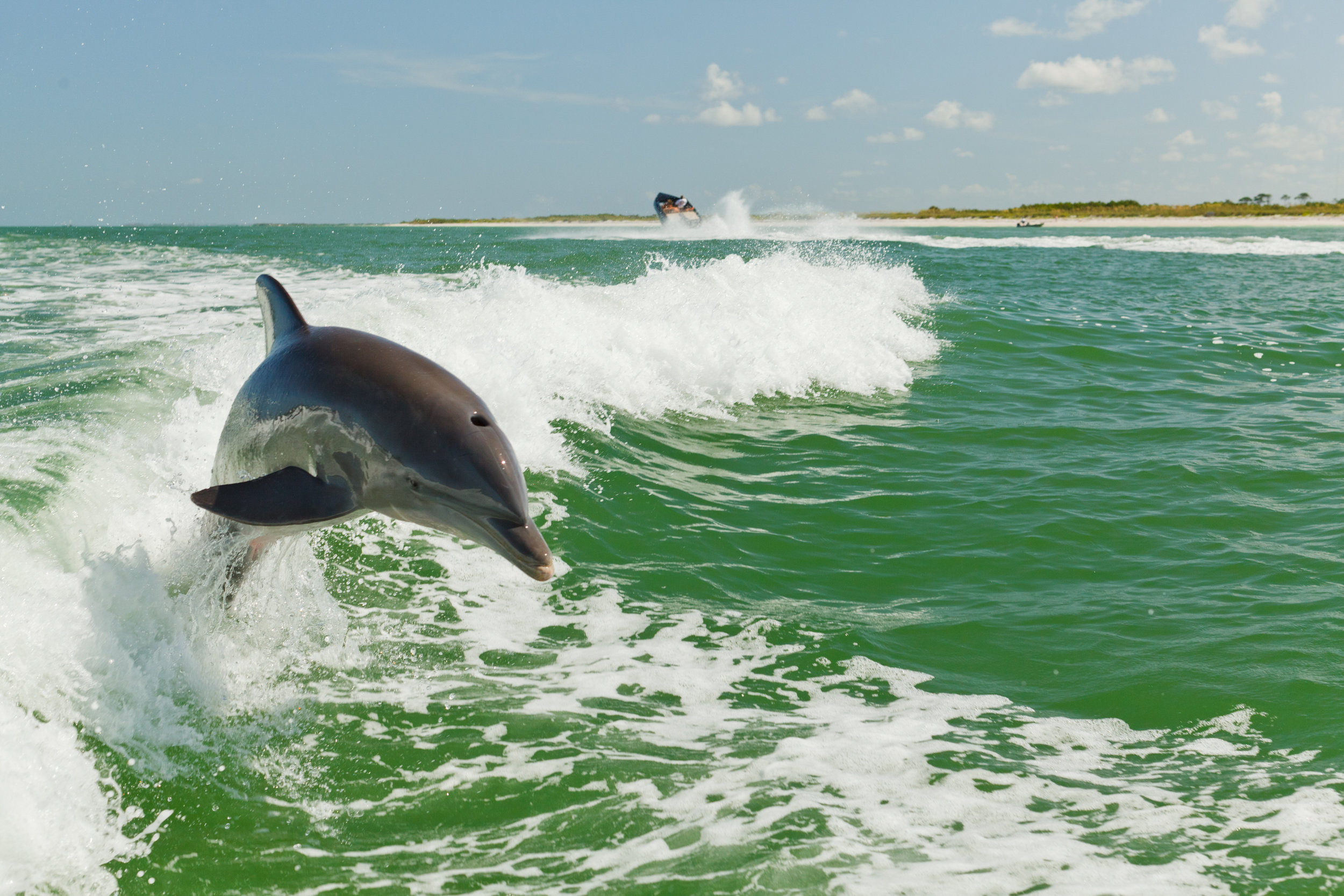 Courtesy_of_Visit_St._Pete_Clearwater_-_Wild_Dolphin.jpg