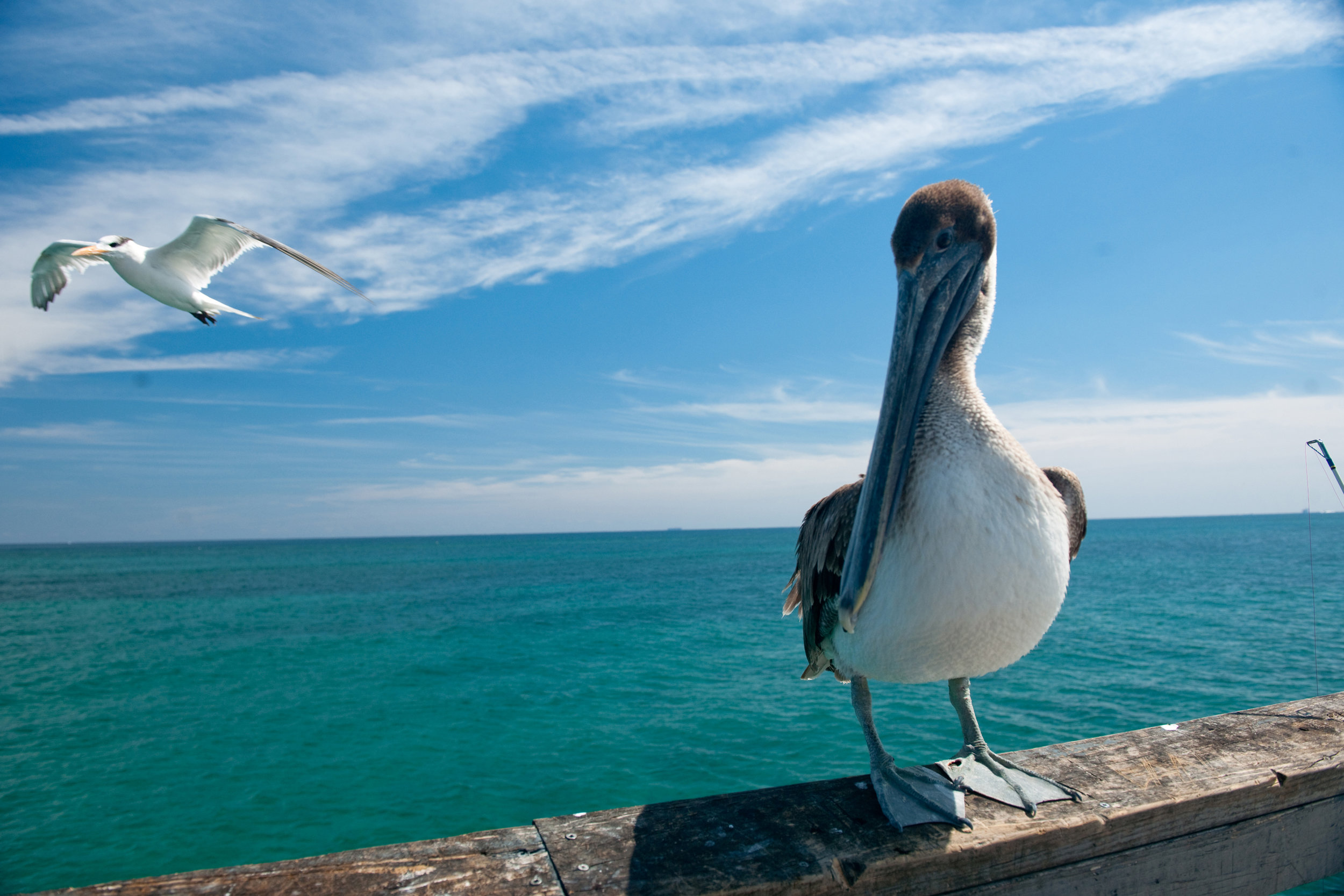 PelicanBeach.jpg