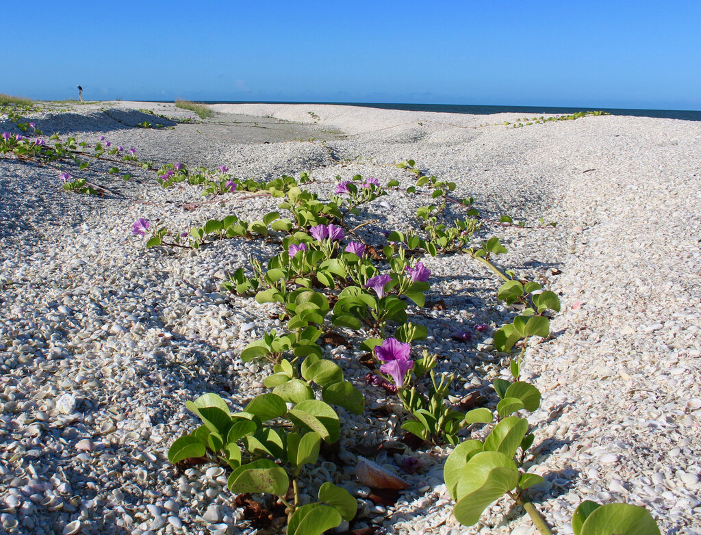 Railroad-Vine_rgb_72.jpg