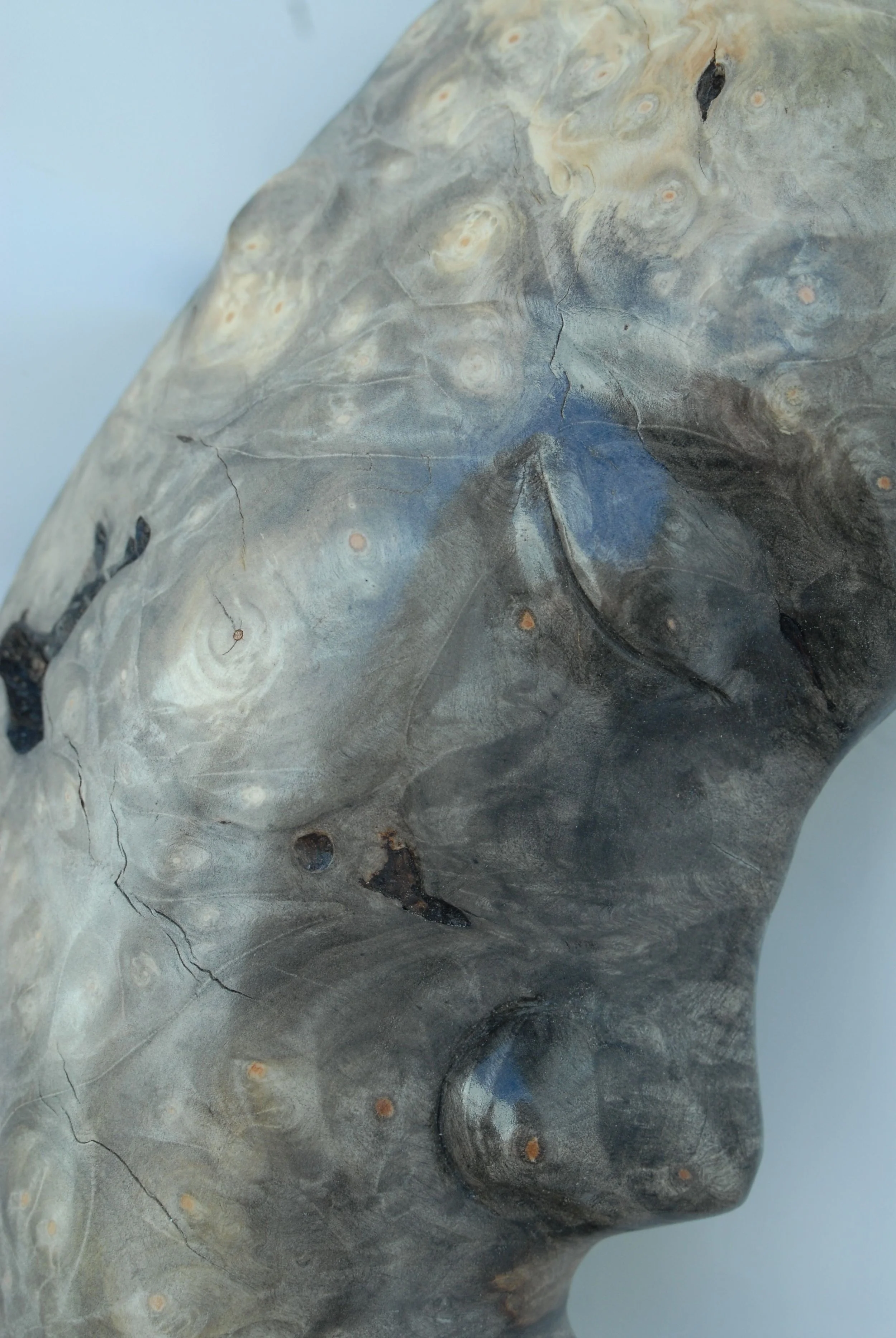 Buckeye burl close-up