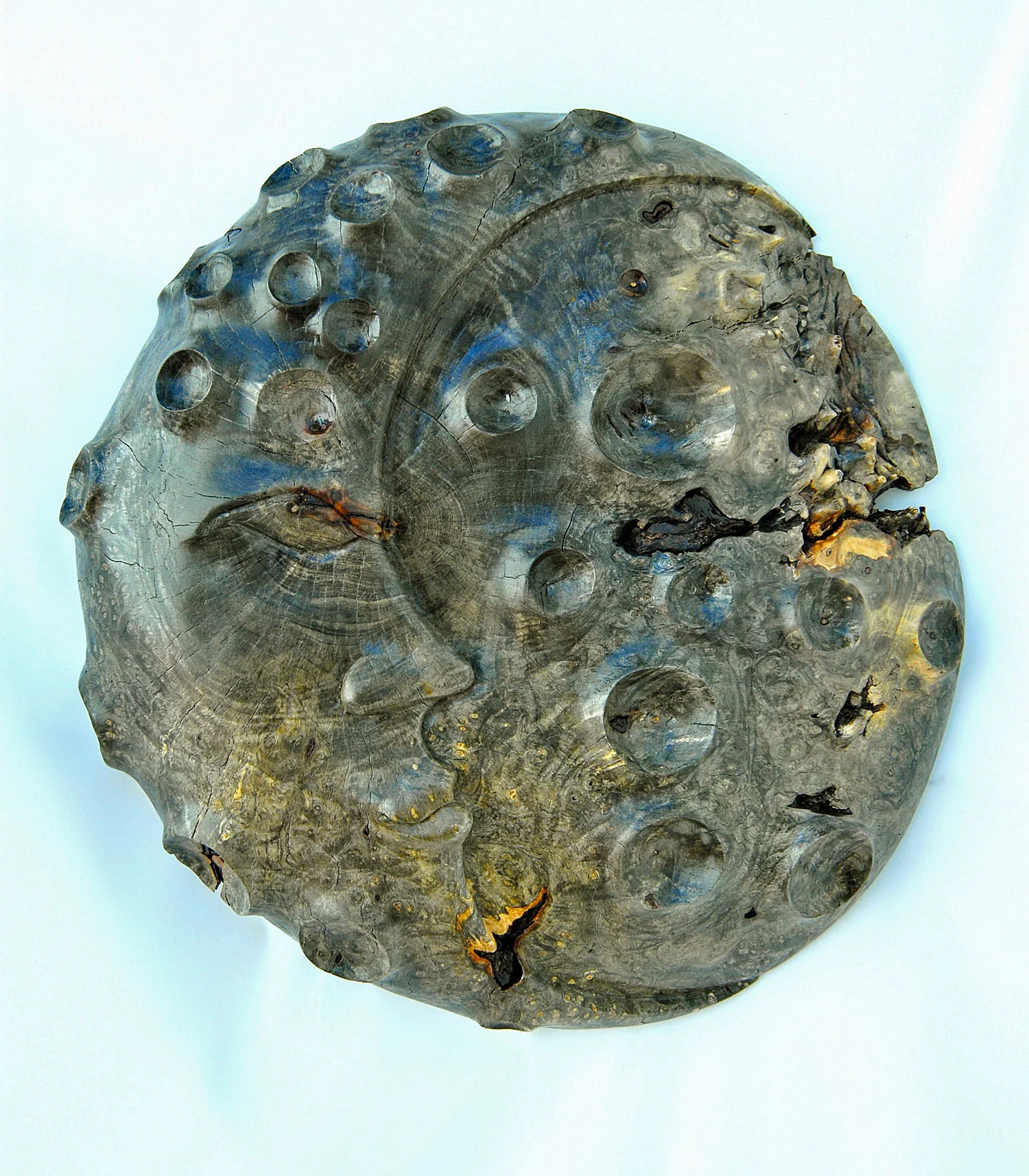 Buck eye burl moon