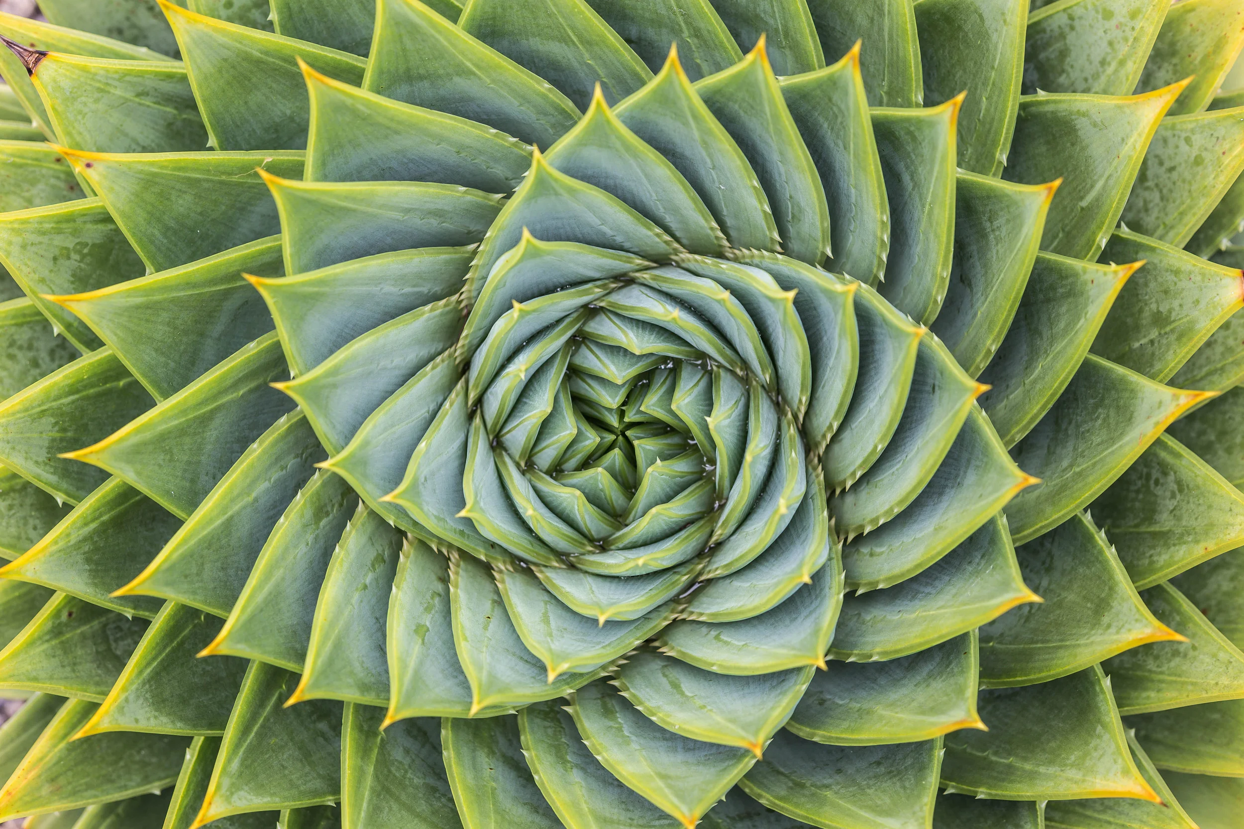 shutterstock_567985732.jpg