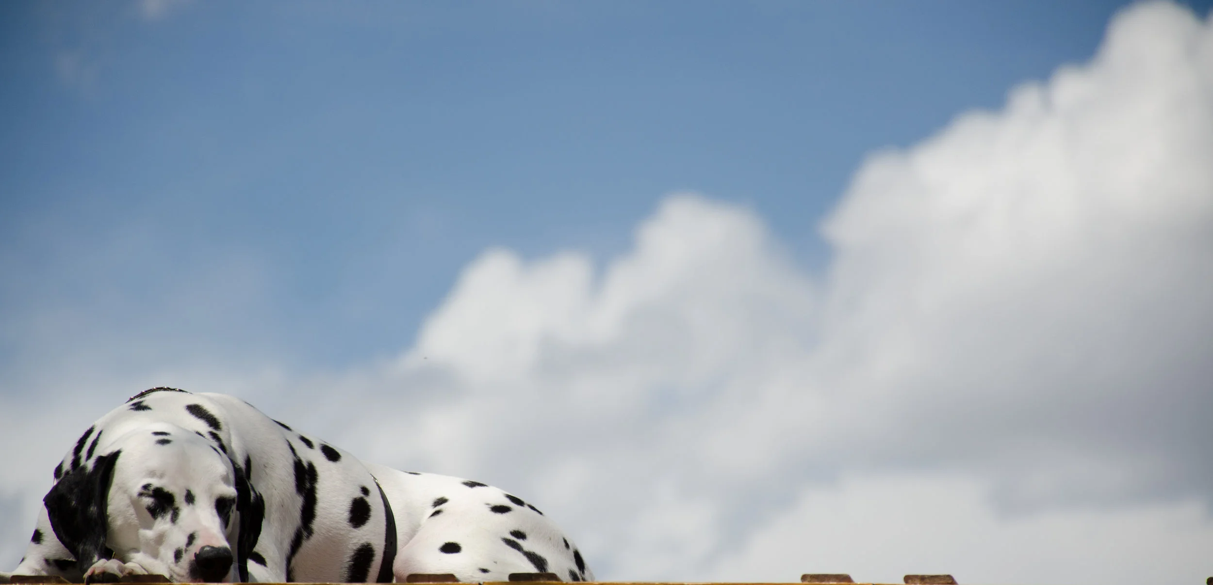 dalmation.jpg