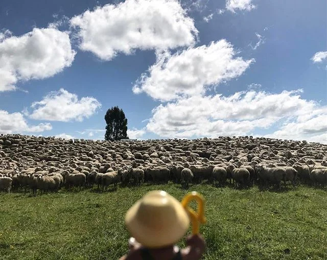 Day 42: a sea of sheep on the road walk to Ngaherenga Campsite.