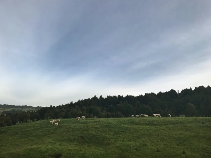 Day 46: Mangawhai Road/4WD Track to Tamaranui Holiday Park (1021-1052)