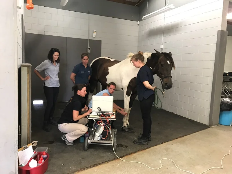 Day 56: Visiting a Horse Vet
