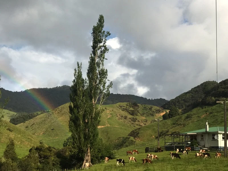 Day 6: Ahipara and the Herekino Forest to the start of the Raetea Forest (101-138 km)