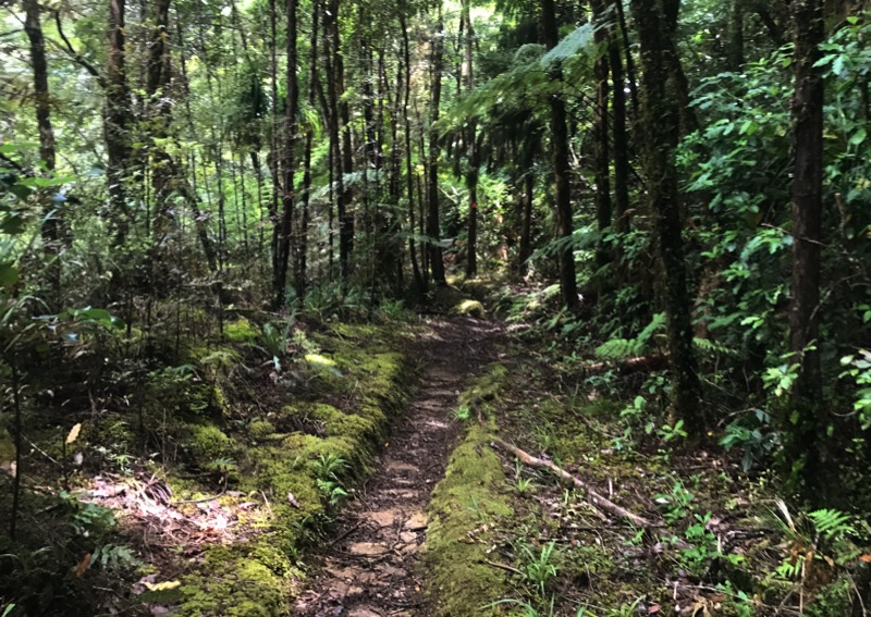 Day 8: Apple Tree Campsite to Puketi Hut (173-198 km)
