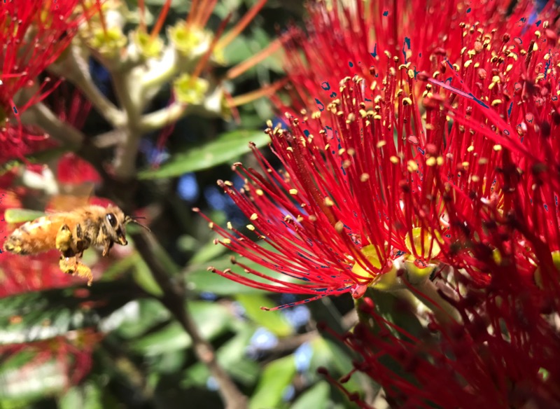 Day 19: Whangarei to Camp Waipu Cove (408-425)