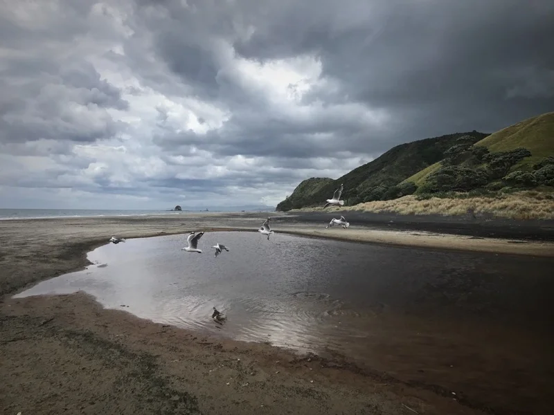 Day 20: Camp Waipu Cove to Mangawhai Backpackers (425-449)
