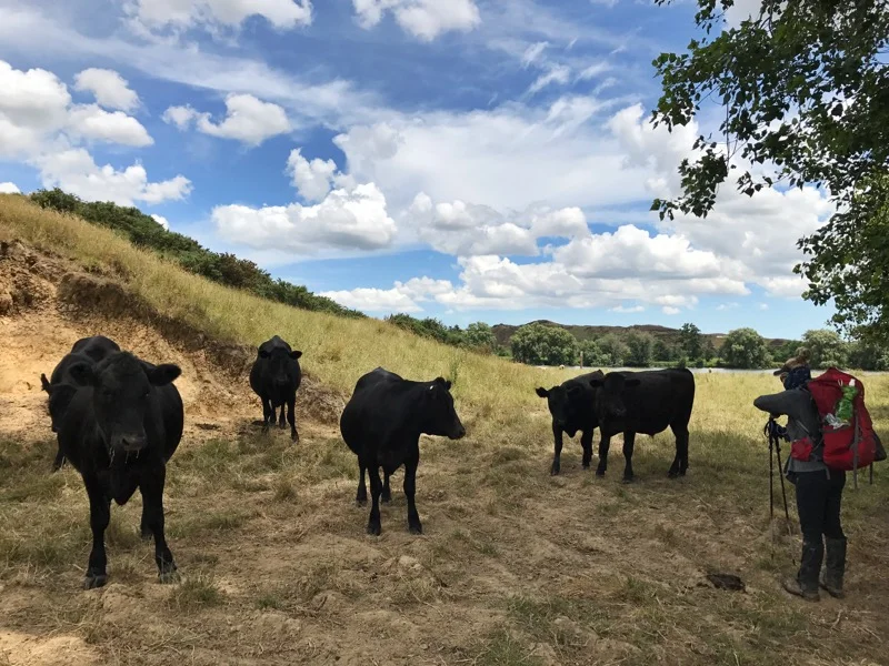 Day 32: Mercer Motel to Rangiriri (719-745)