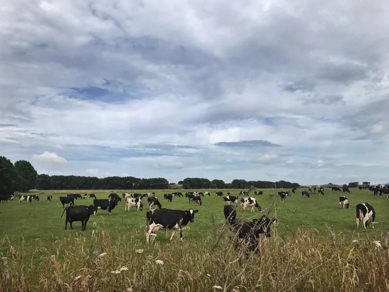 Day 33: Rangiriri to Remember Then - Kauri Lane (745-765)