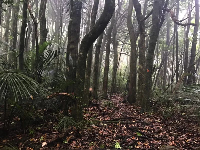 Day 34: Kauri Lane to Ngaruawahia/Hamilton (765-779)