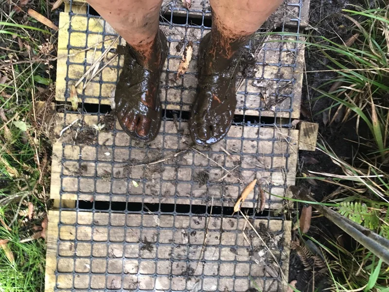 Day 38: Kaniwhaniwha Campsite to Pahautea Hut via the Bell Track (838.5-847 TA, but hiked 18.5 km)