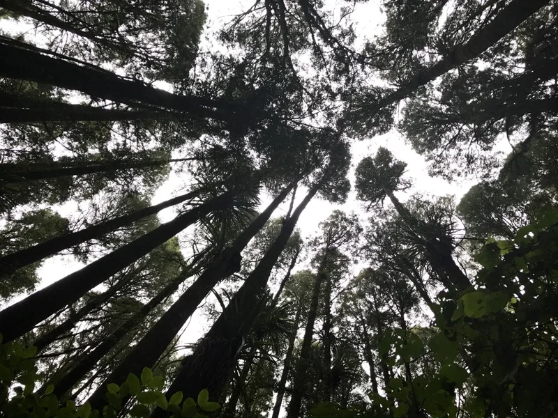 Day 41: Waitomo to Mangaokewa River Track (896-923)