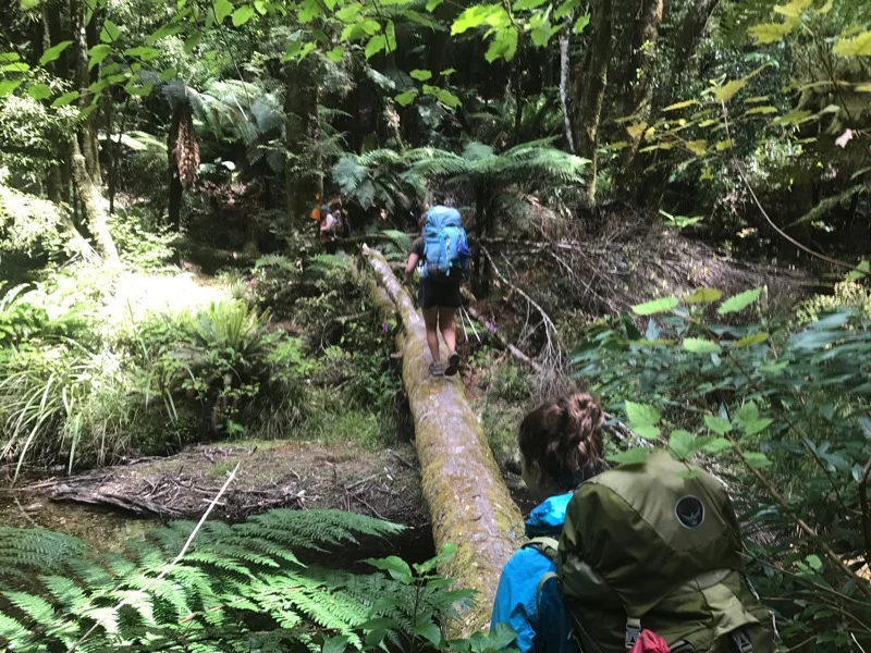 Day 44: Bog Inn Hut to Waihaha Hut (985-1003) 
