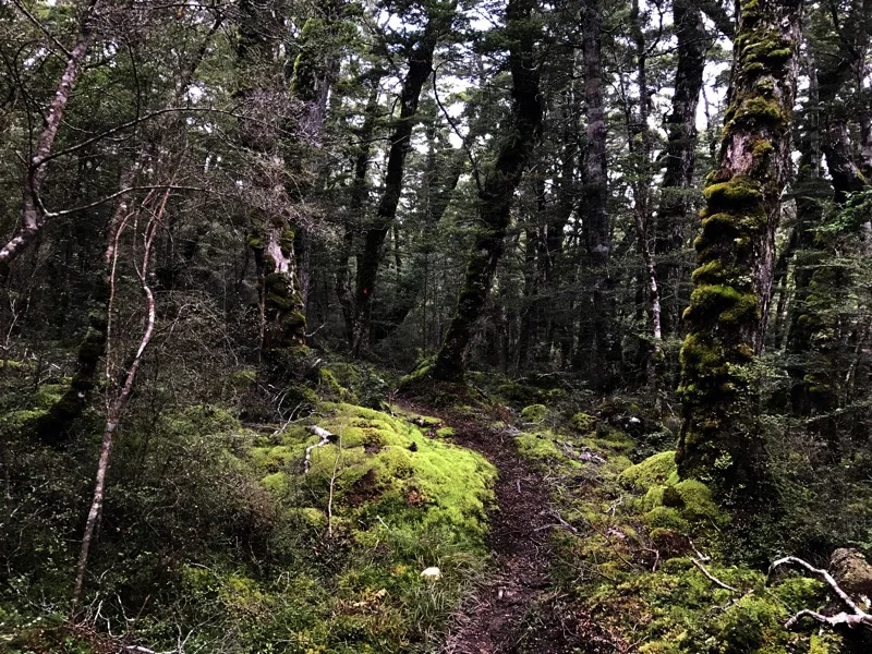 Day 142: Aparima Hut to Telford Campsite (2794-2815)