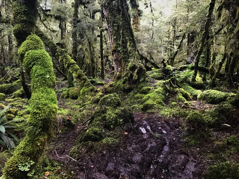 Day 144: Merrivale Road Hut to Martin's Hut (2861-2890)