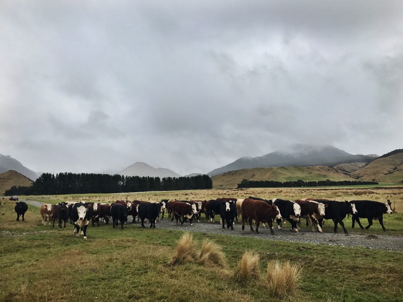 Day 141: Te Anau to Aparima Hut (2772-2794)