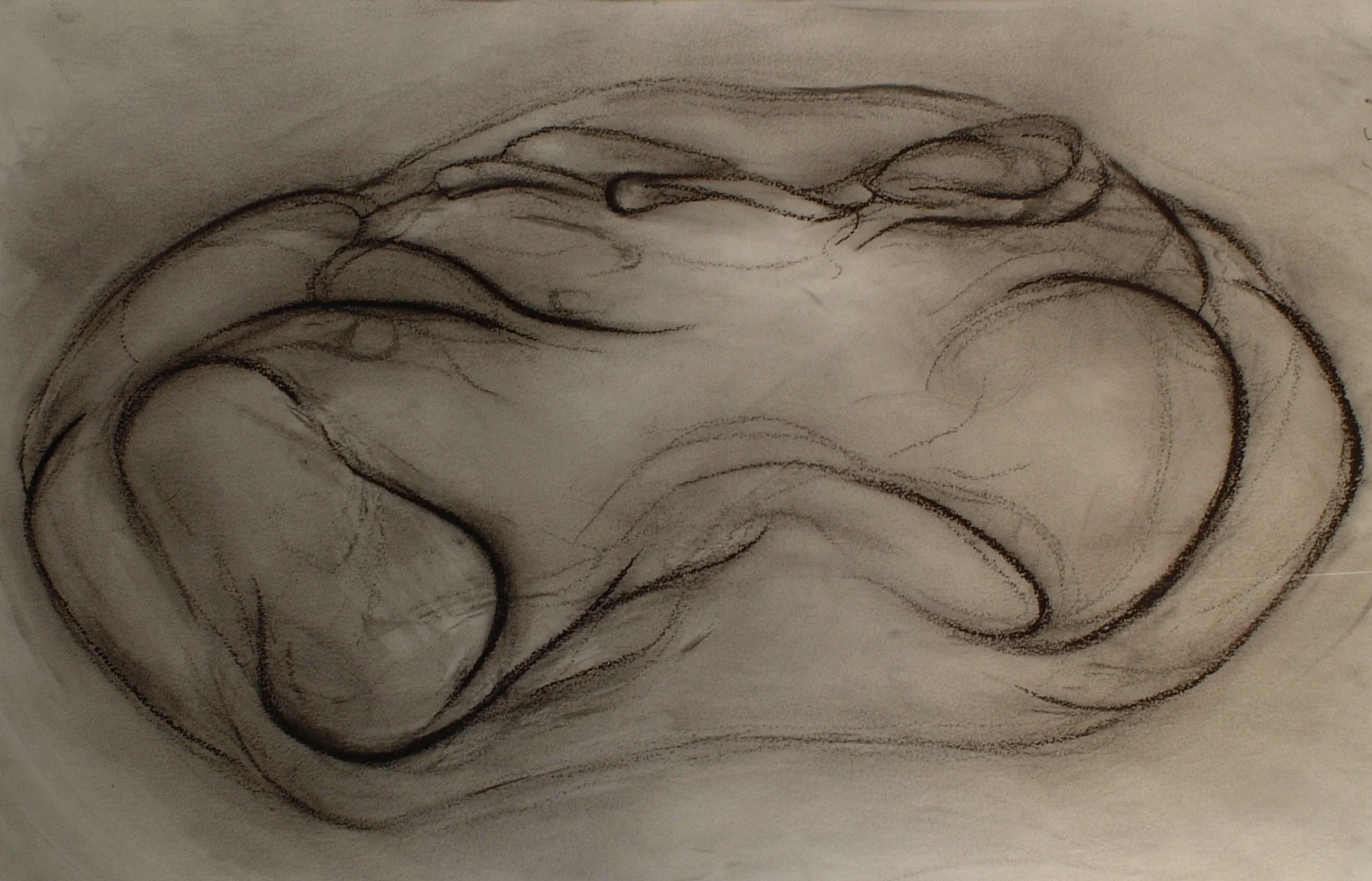 vertebrate2 2'x3' charcoal on paper .jpg