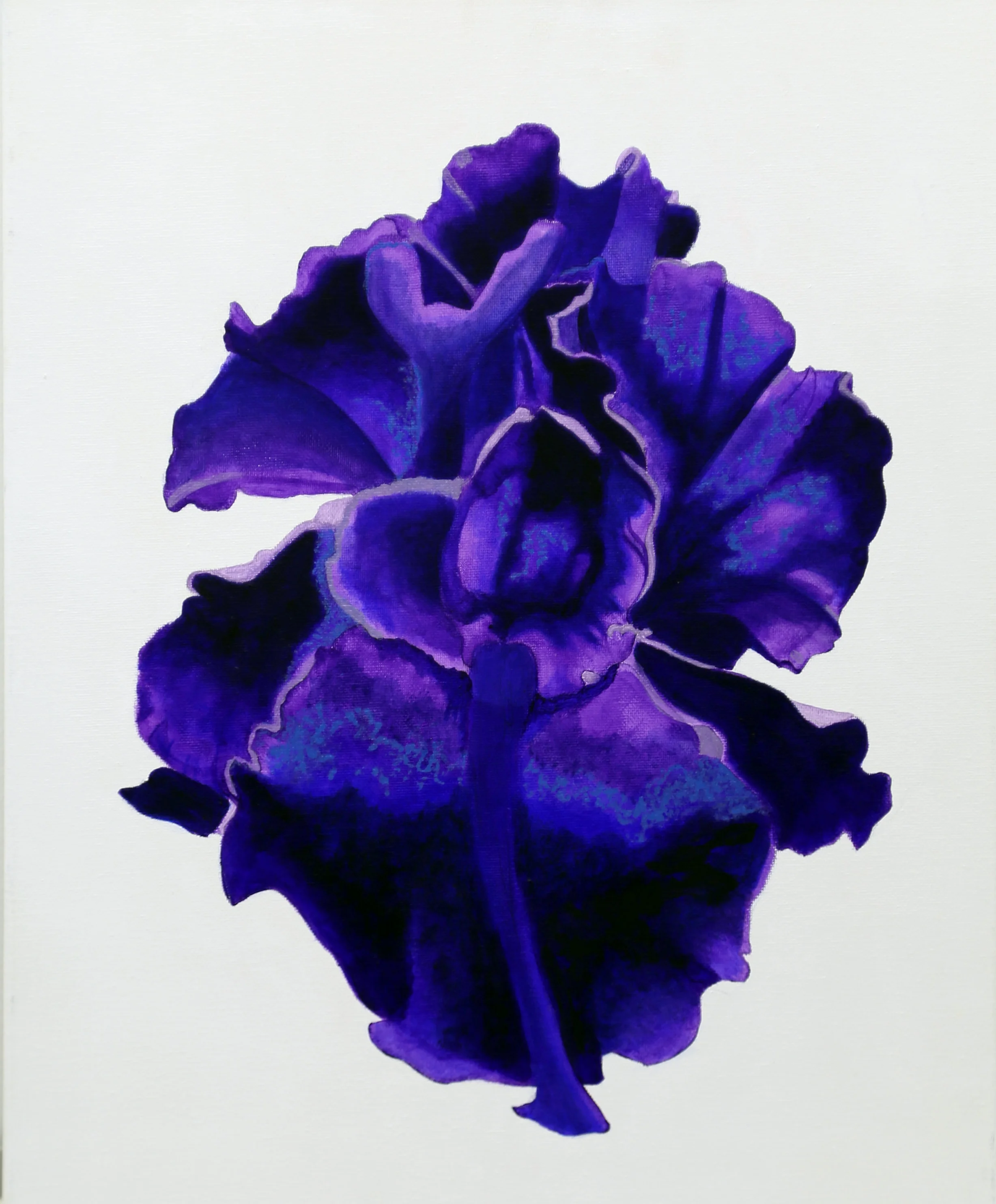 Bearded Iris