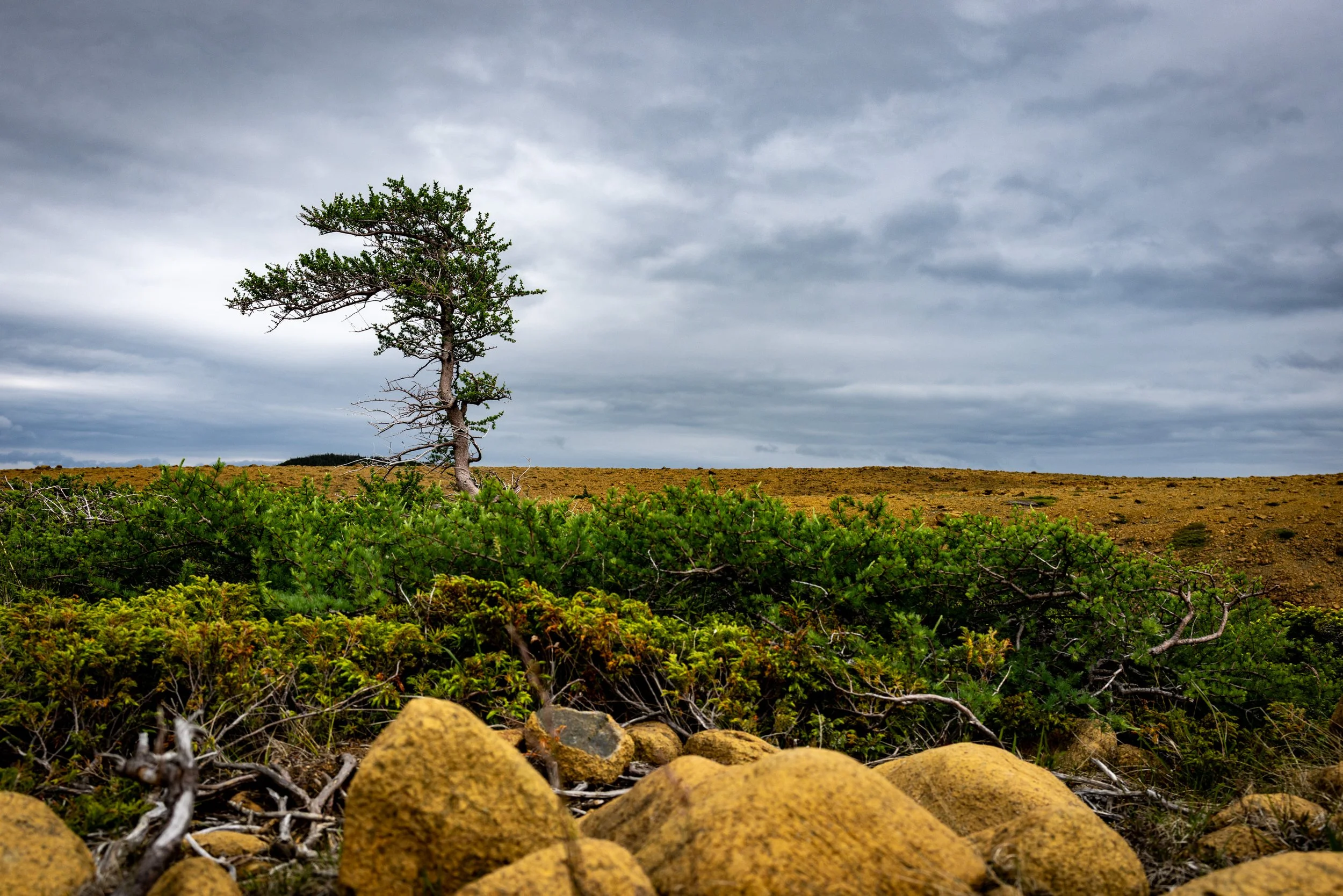 A lone, slightly bent tree on a hill under a cloudy sky, with green shrubs and rocks in the foreground.