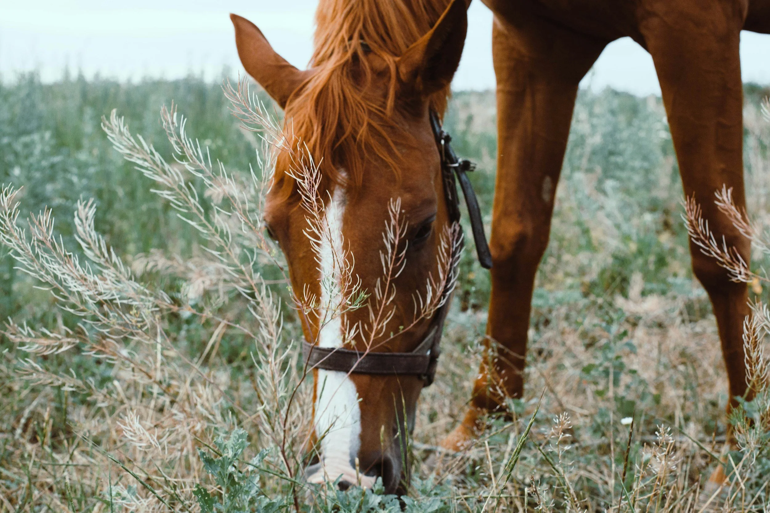 What to expect in 2026, the year of the Fire Horse 