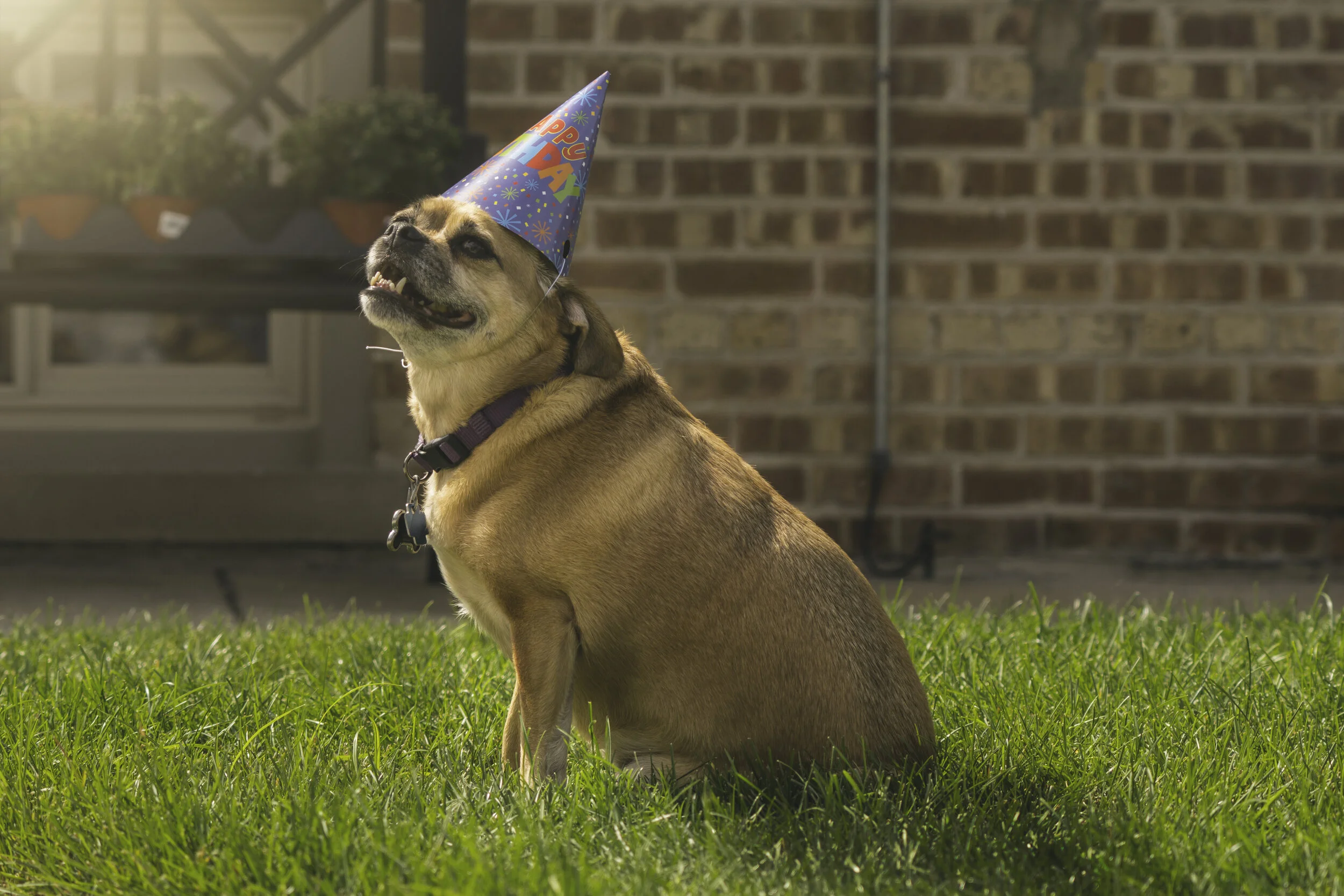 BirthdayGizz3.jpg