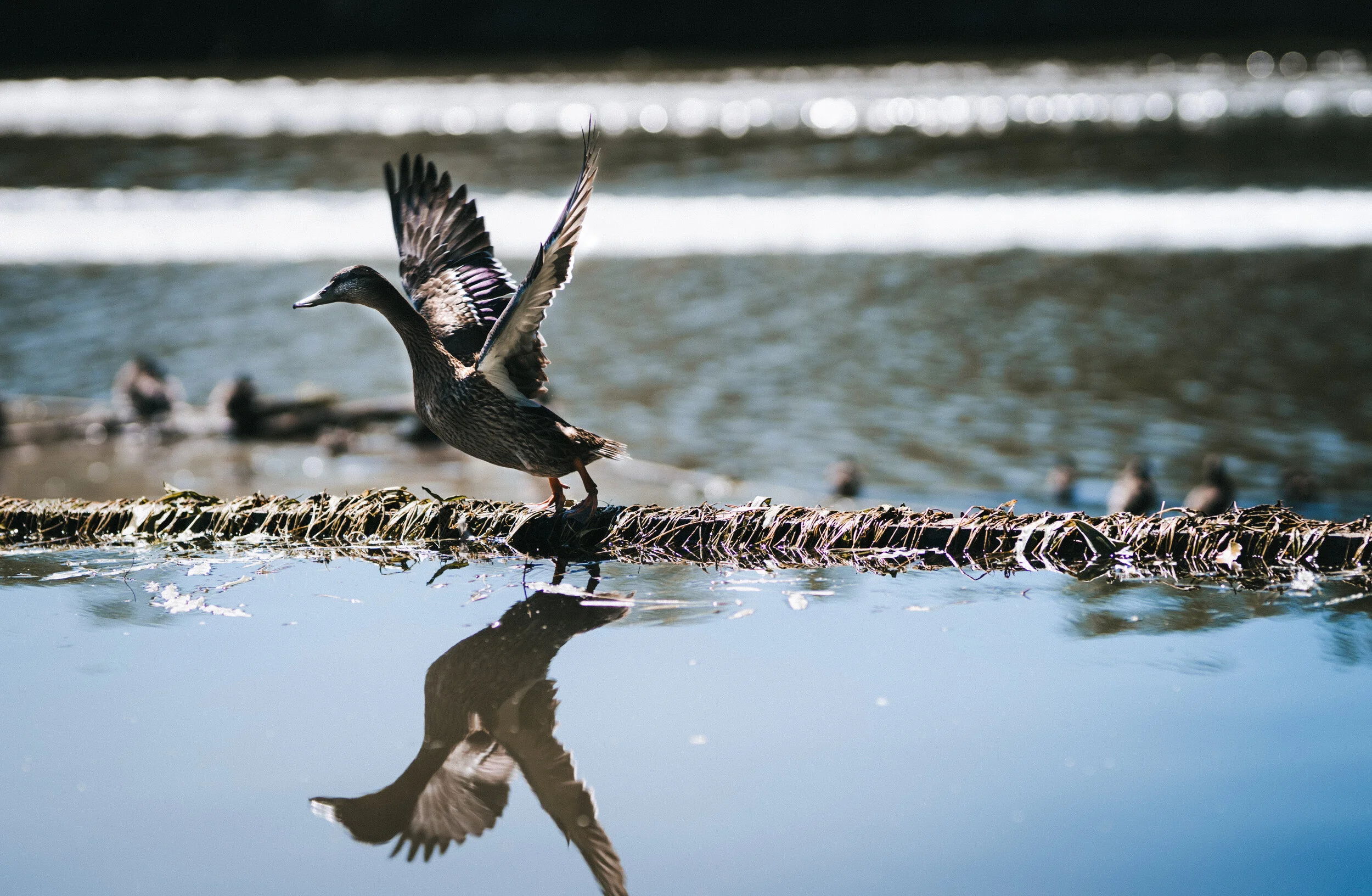 Duck Photograohy.jpg