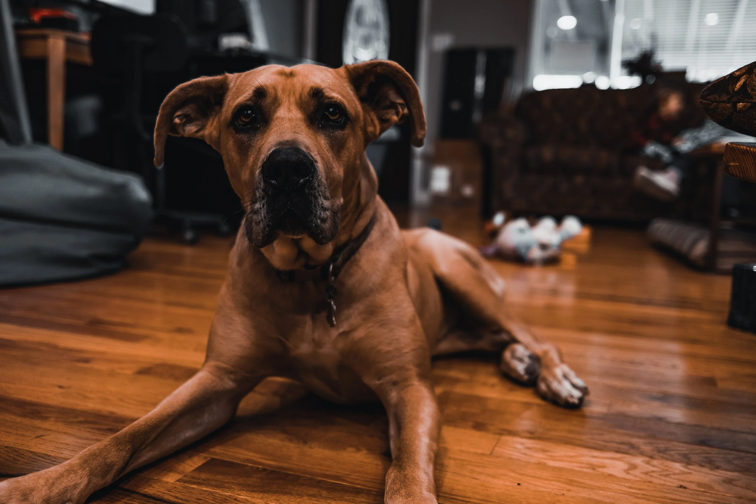 Lucy2020.jpg