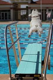 BullDogSWIMTeam.jpg