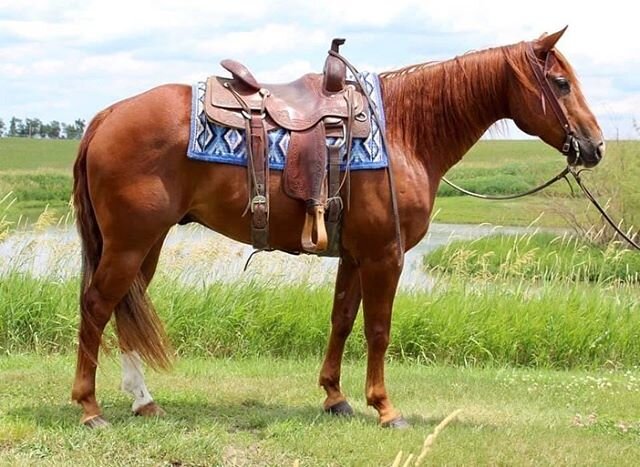 SOCKS ONLY SON sorrel AQHA ⁣
&ldquo;Weston&ldquo; is a 12 year old ranch gelding standing around 15.3 hands. Has been used for all aspects of ranch work and is a solid using horse. Picks up both leads, neck reins, moves off leg pressure, and has a go