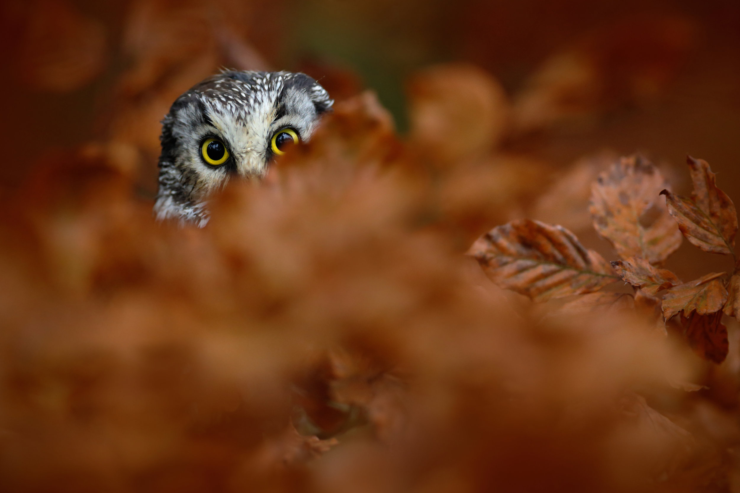 Owl_102584704.jpeg