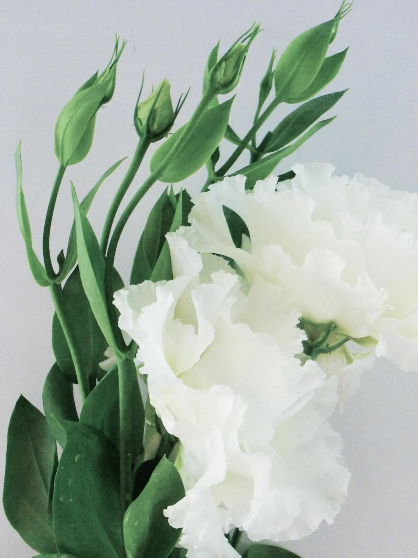 Cashmere-like delicate lisianthus flower exudes elegance, grace, and timeless beauty - plein de vie / full of life. From my moment to yours today🤍🌿