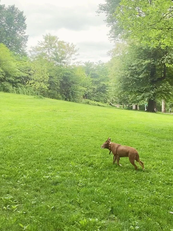 I often reflect on what it means to live organically while living in the middle of a big city. The walks we take together have become part of my way of understanding life. Life with her has made me truly believe that all elements in life are intertwi