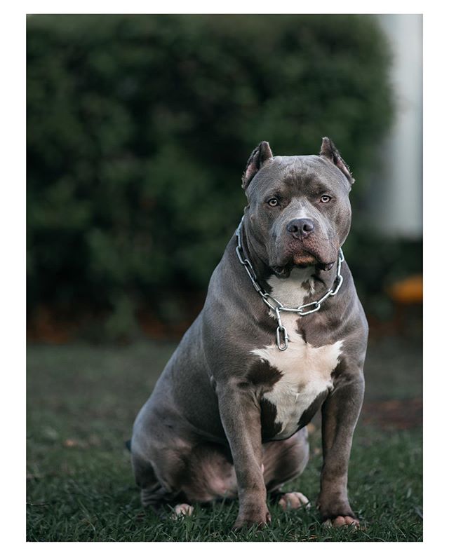 My youngest son Benji...10.5 months 100lbs #fashion #fashionphotography #fashioneditorial #editorialphotography #ootd #streetphotography #pitbull #pitbullsofinstagram #pitbullpuppies #pitbullpuppy #bullies #bulliesofinstagram #graduation #sunset #new