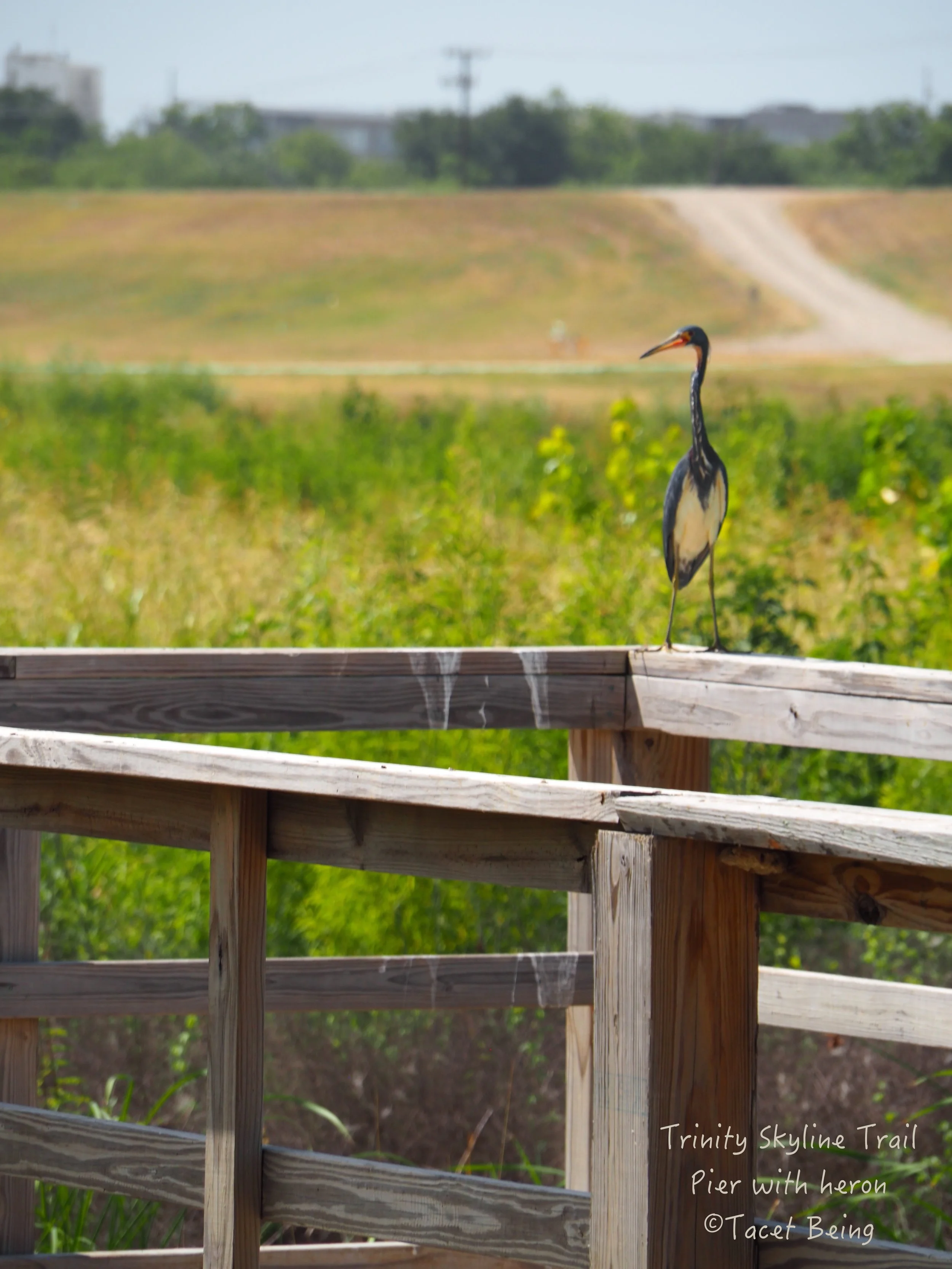 Trinity Skyline Trail pier w heron_FB.jpg