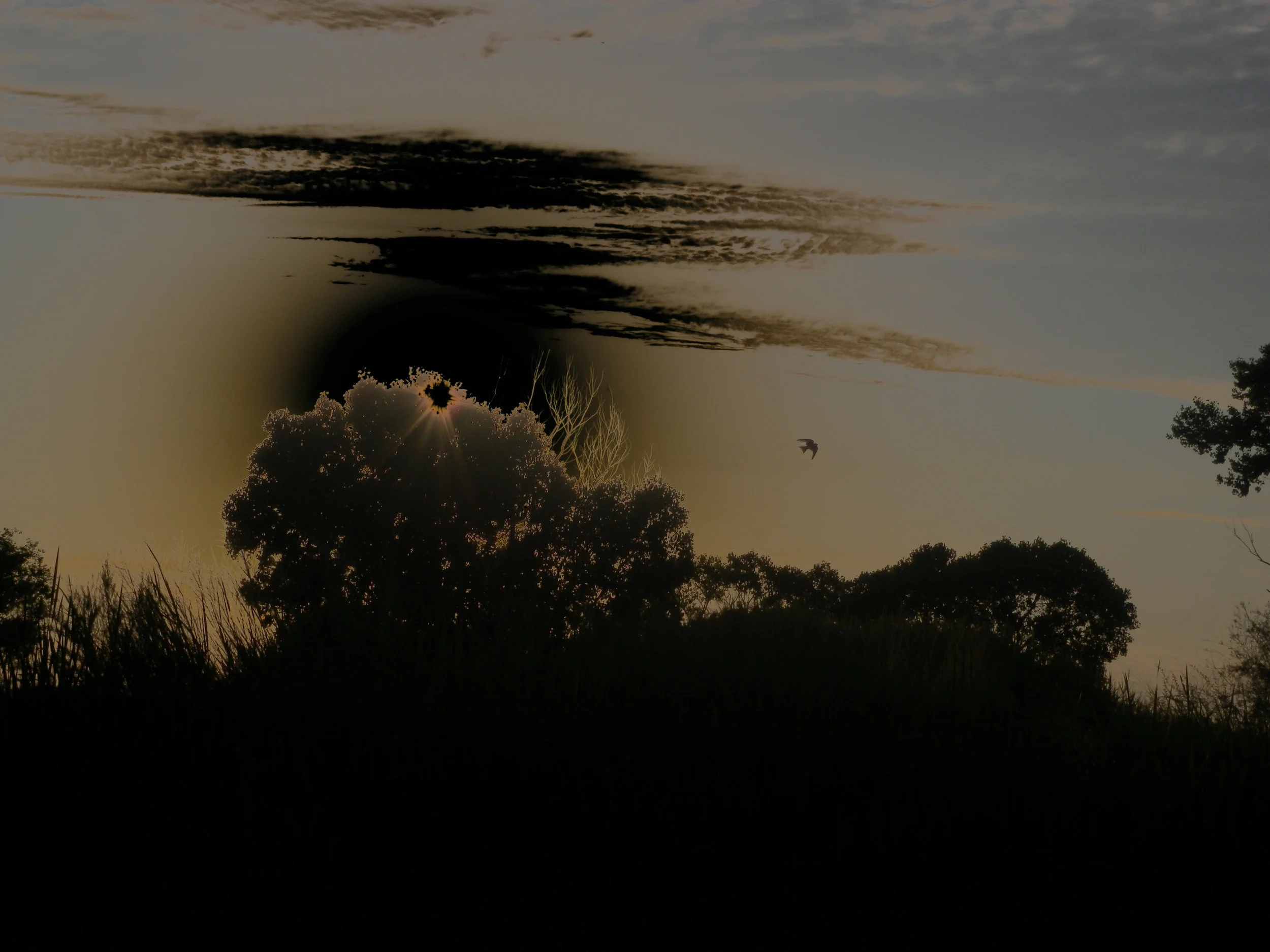 curve inverted sun behind tree swallow copy 2.jpg