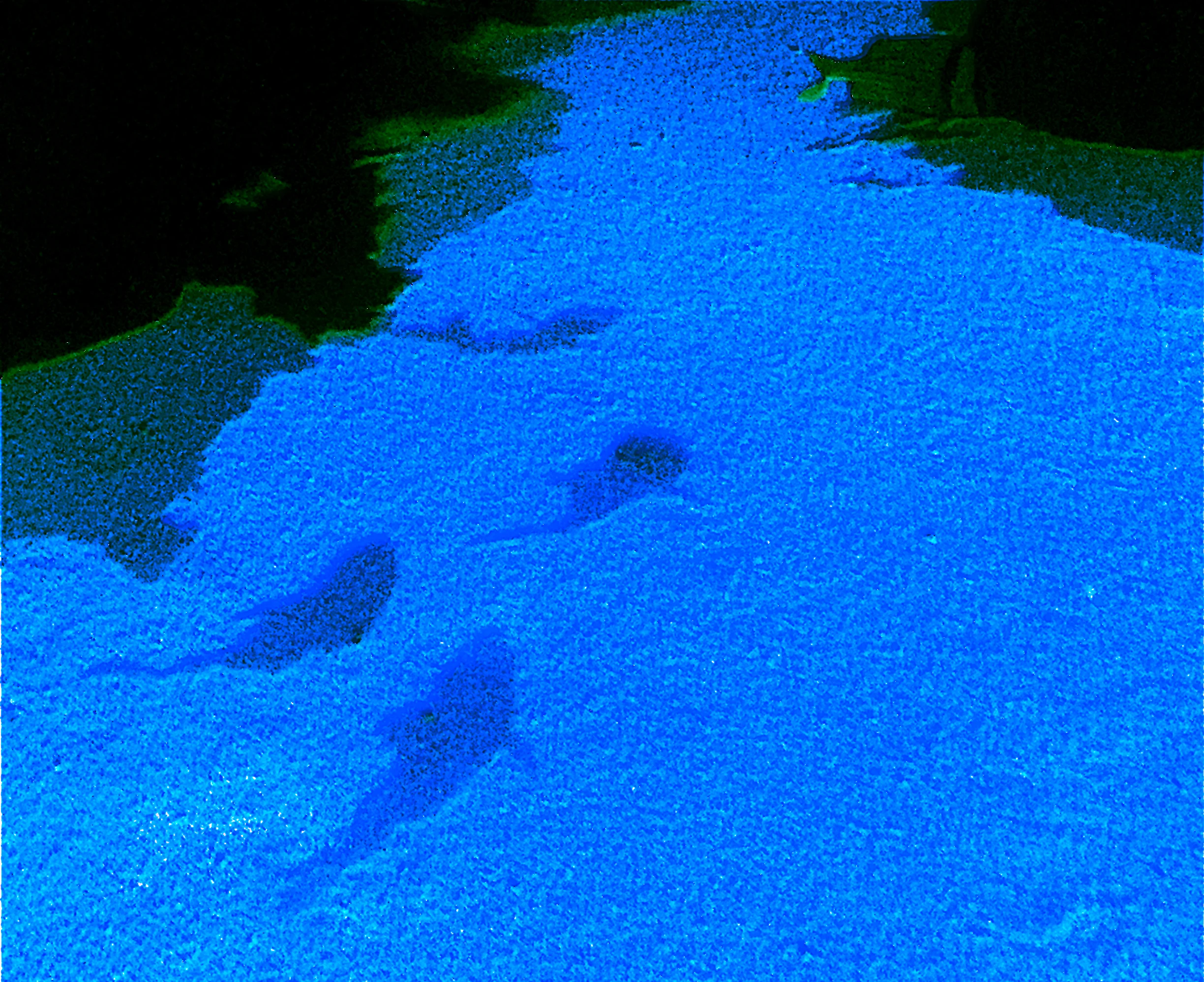 fish shadows editted.jpg